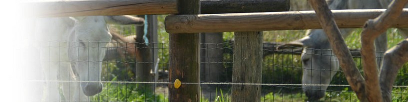 Il giardino degli asinelli della Tenuta